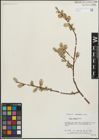 Foto von Salix lemmonii Bebb